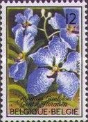Blue Orchid (Vanda coerulea)