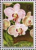 Phalaenopsis Malibu Lipstick