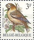 Hawfinch (Coccothraustes coccothraustes)
