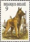 Belgian Shepherd - "Malinois" (Canis lupus familiaris)