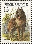 Belgian Shepherd - "Tervuren" (Canis lupus familiaris)