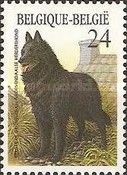 Belgian Shepherd - "Groenendael" (Canis lupus familiaris)