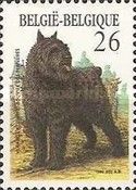 Bouvier des Flandres (Canis lupus familiaris)