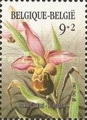 Ophrys apifera (Bee Orchid)