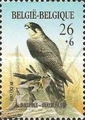 Peregrine Falcon (Falco peregrinus)