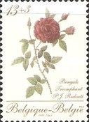 Rose "Bengale Triomphant" by P. J. Redouté (1759-1840)