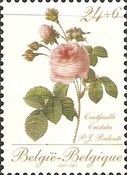 Rose "Centfeuille Cristata" by P. J. Redouté (1759-1840)