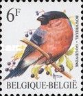 Eurasian Bullfinch (Pyrrhula pyrrhula)