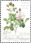 Rose "Centfeuille unique mélée" by P. J. Redouté (1759-1840)
