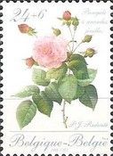 Rose "Bengale a grandes feuilles" by P.J. Redouté (1759-1840