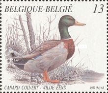 Mallard (Anas platyrhynchos)