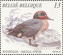 Common Teal (Anas crecca)