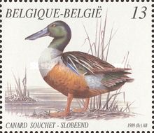 Northern Shoveler (Spatula clypeata)