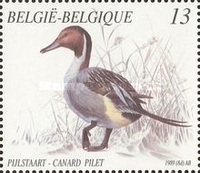 Northern Pintail (Anas acuta)