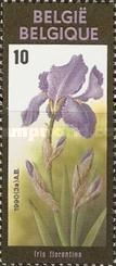 Iris florentina