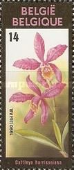 Cattleya harrisoniana