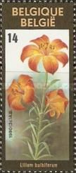 Lillium bulbiferum