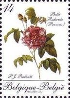 Stampexhibition BELGICA. Rose Belle Rubanée (Provins)