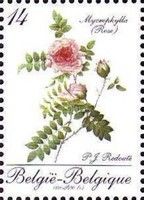 Stampexhibition BELGICA. Rose Mycrophylla