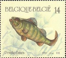 European Perch (Perca fluviatilis)
