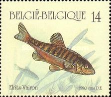 Eurasian Minnow (Phoxinus phoxinus)