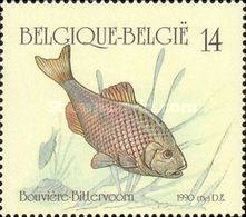 European Bitterling (Rhodeus amarus)