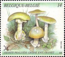 Death Cap (Amanita phalloides)