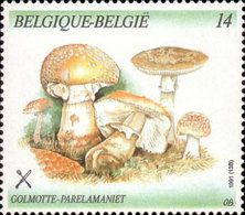 Blusher (Amanita rubescens)
