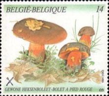 Scarletina Bolete (Neoboletus luridiformis)