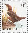 White-throated Dipper (Cinclus cinclus)