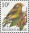 European Greenfinch (Chloris chloris)