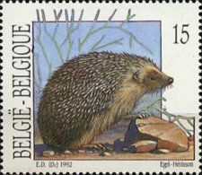 West European Hedgehog (Erinaceus europaeus)