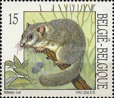 Edible Dormouse (Glis glis)