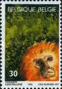 Golden-headed Lion Tamarin (Leontopithecus chrysomelas)