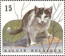 Tabby and White Cat Standing on Rock