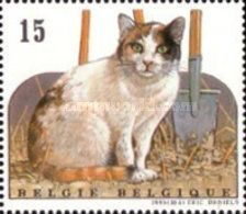Tortoiseshell and White Cat Sitting by Gardening Tools