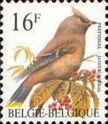 Bohemian Waxwing (Bombycilla garrulus)