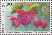 Fuchsia hybrida