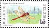 Ruddy Darter (Sympetrum sanguiseum)