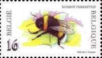 Buff-tailed Bumblebee (Bombus terrestris)