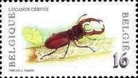 Stag Beetle (Lucanus cervus)