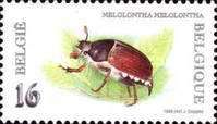 May Bug or Cockchafer (Melolontha melolontha)