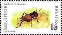 Field Cricket (Gryllus campestris)