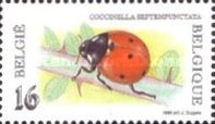 Seven-Spot Ladybird (Coccinella septempunctata)