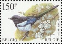 Eurasian Magpie (Pica pica)