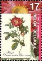 Rosa damascena coccinea