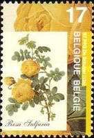 Rosa Sulfurea