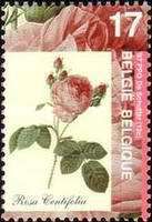 Rosa centifolia