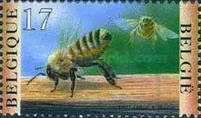 Honey Bee (Apis mellifica) - Fanning and Landing Bee