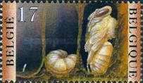 Honey Bee (Apis mellifica) - Egg, Larva, Pupa